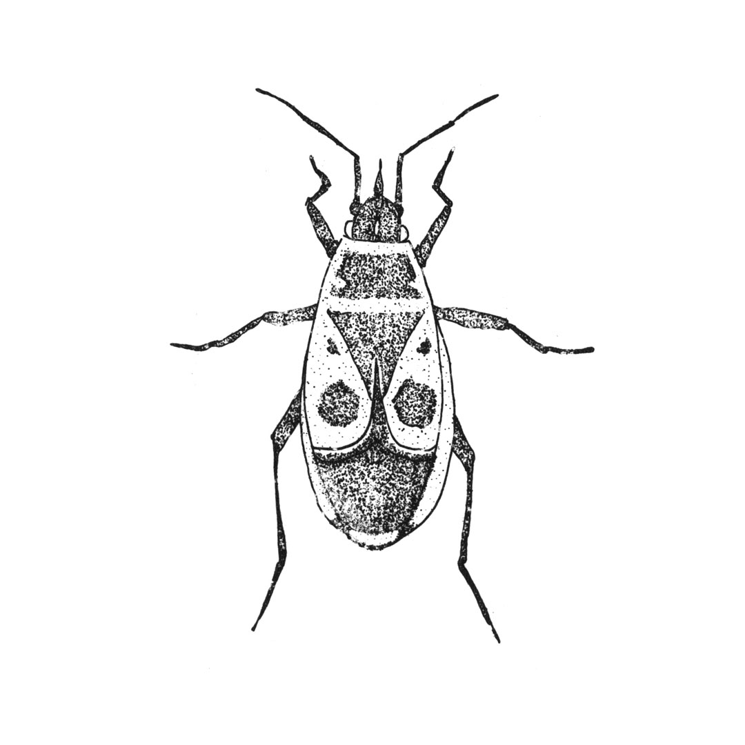 7INSECTES2019 (6)
